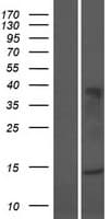 LAIR2 / CD306 Protein (Over-Expression Lysate Myc-DDK (Flag))