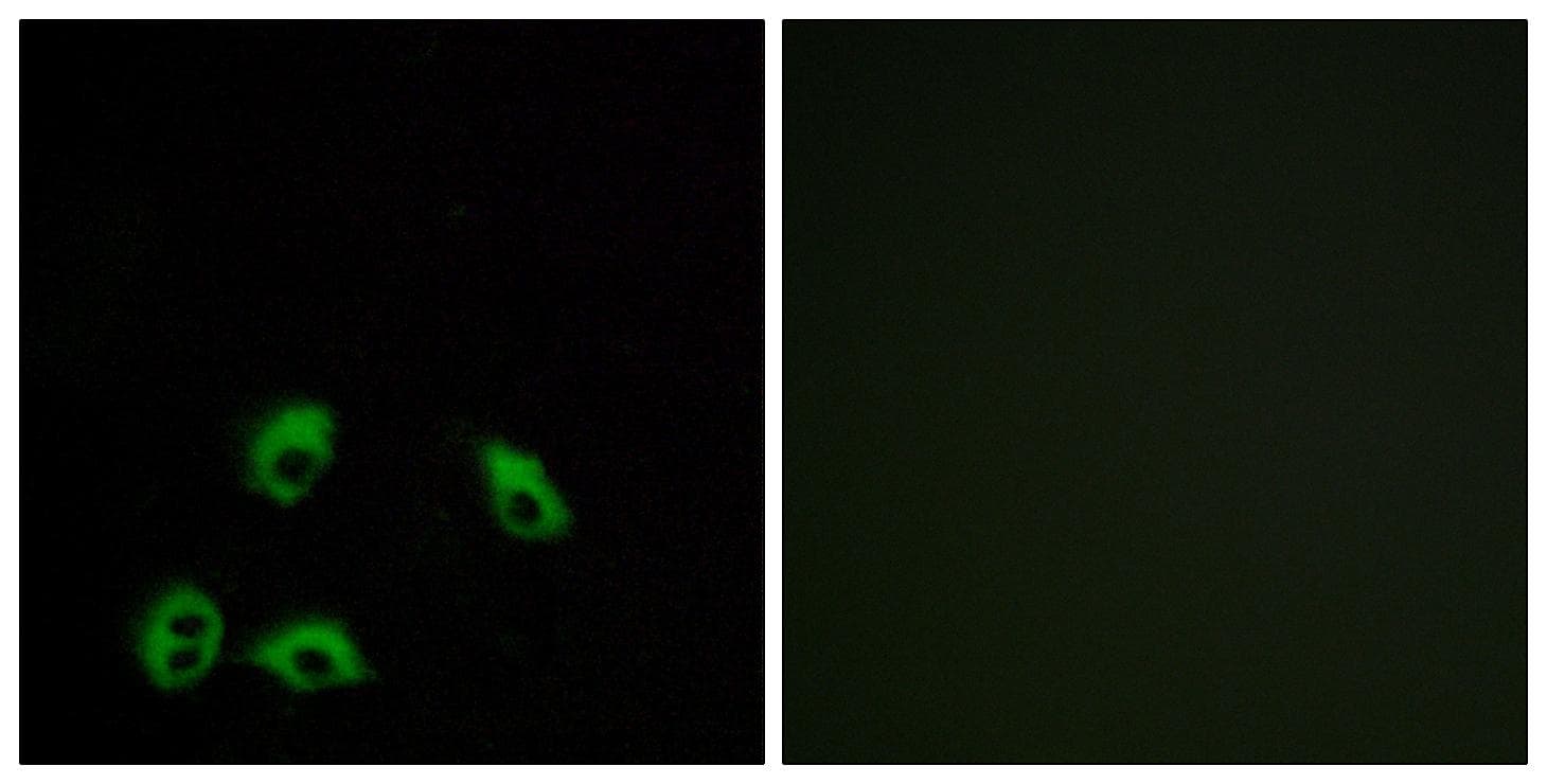 QRFPR / GPR103 Antibody