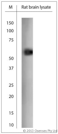 RHOT1 Antibody (aa400-450)