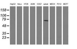 ARHGAP25 Antibody (clone OTI2D5, Carrier-free)