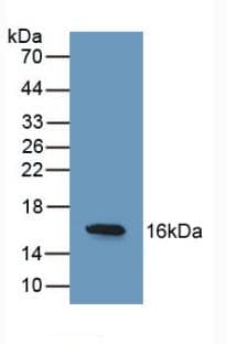 REG3G Antibody