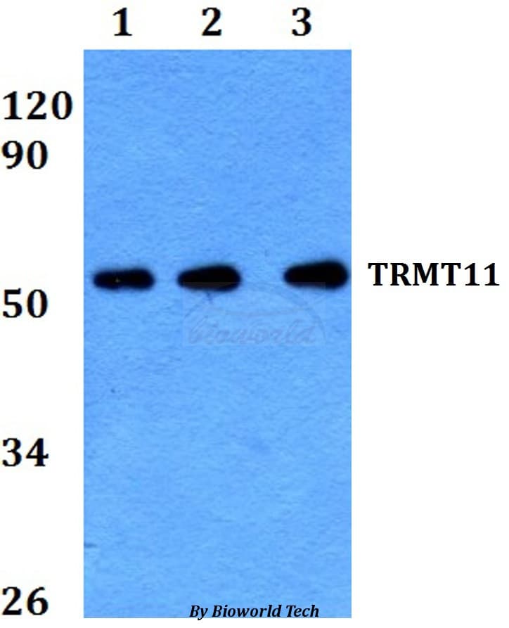 TRMT11 Antibody
