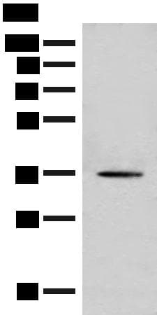 MLST8 / GBL Antibody