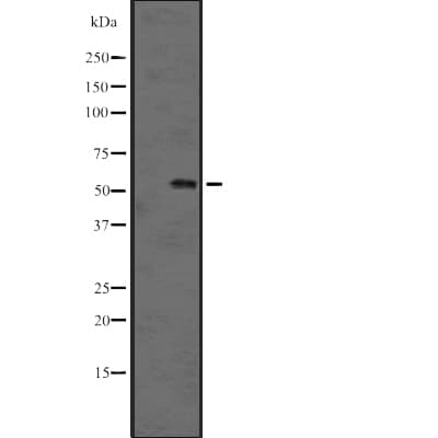 NEK2 Antibody