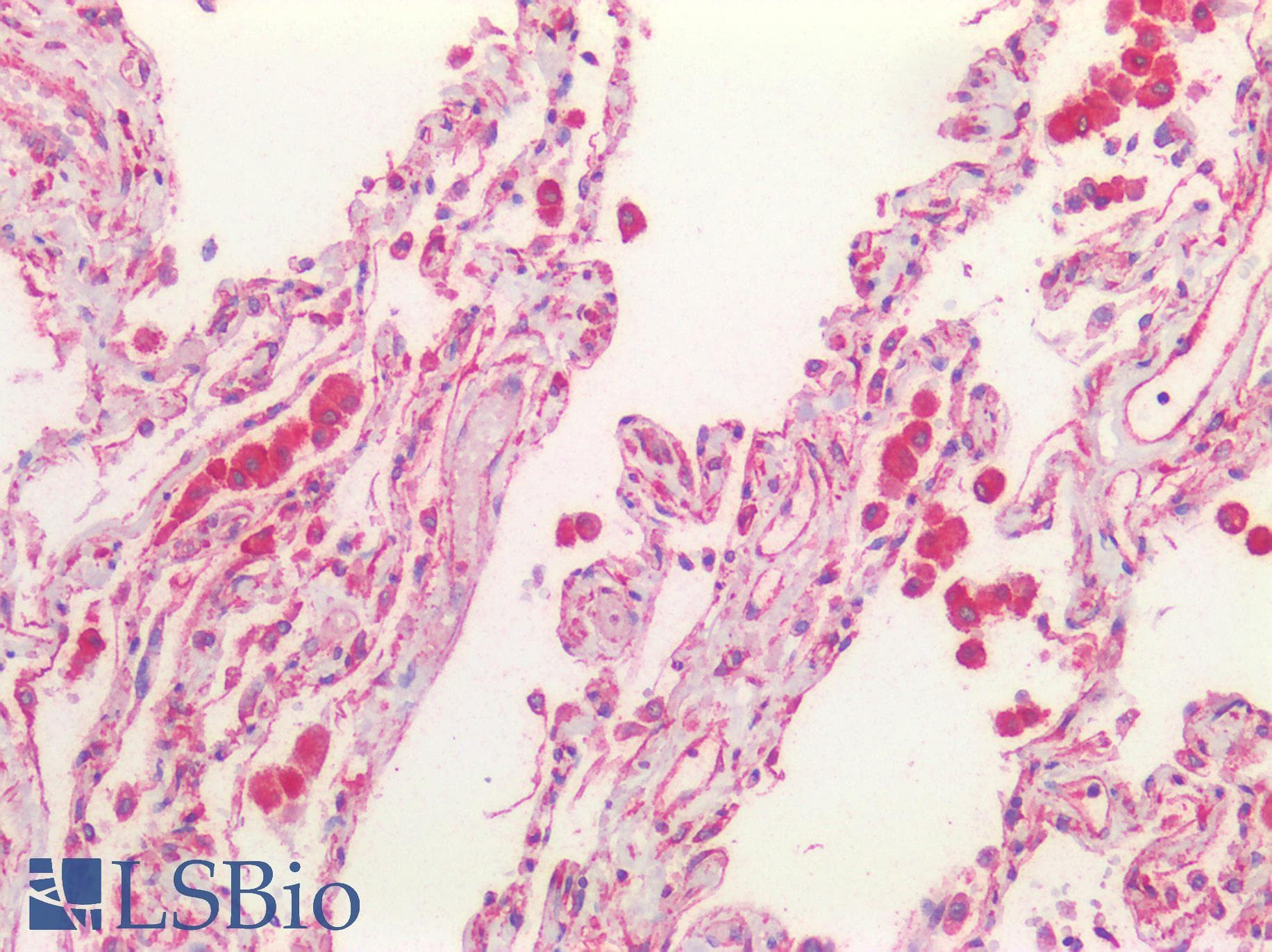 PathPlus™ CFTR Antibody (aa2-14)