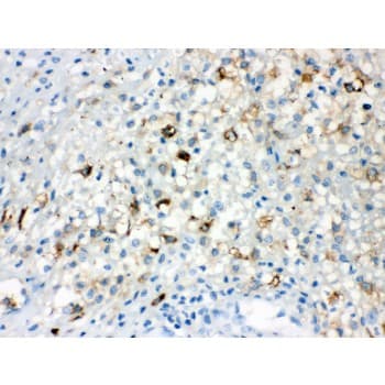 TLR5 Antibody (aa801-828)