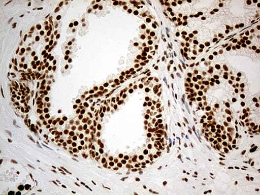 Monoclonal Mouse anti-Human DDX50 Antibody (clone OTI4F7, aa1-287, IHC, WB)