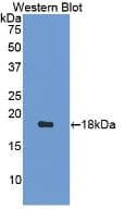 LYZ / Lysozyme Antibody (aa19-147)