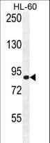 Polyclonal Rabbit anti-Human DCDC5 Antibody (aa618-646, IHC, WB)