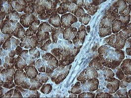 MAPK9 / JNK2 Antibody (clone OTI2G3, Carrier-free)