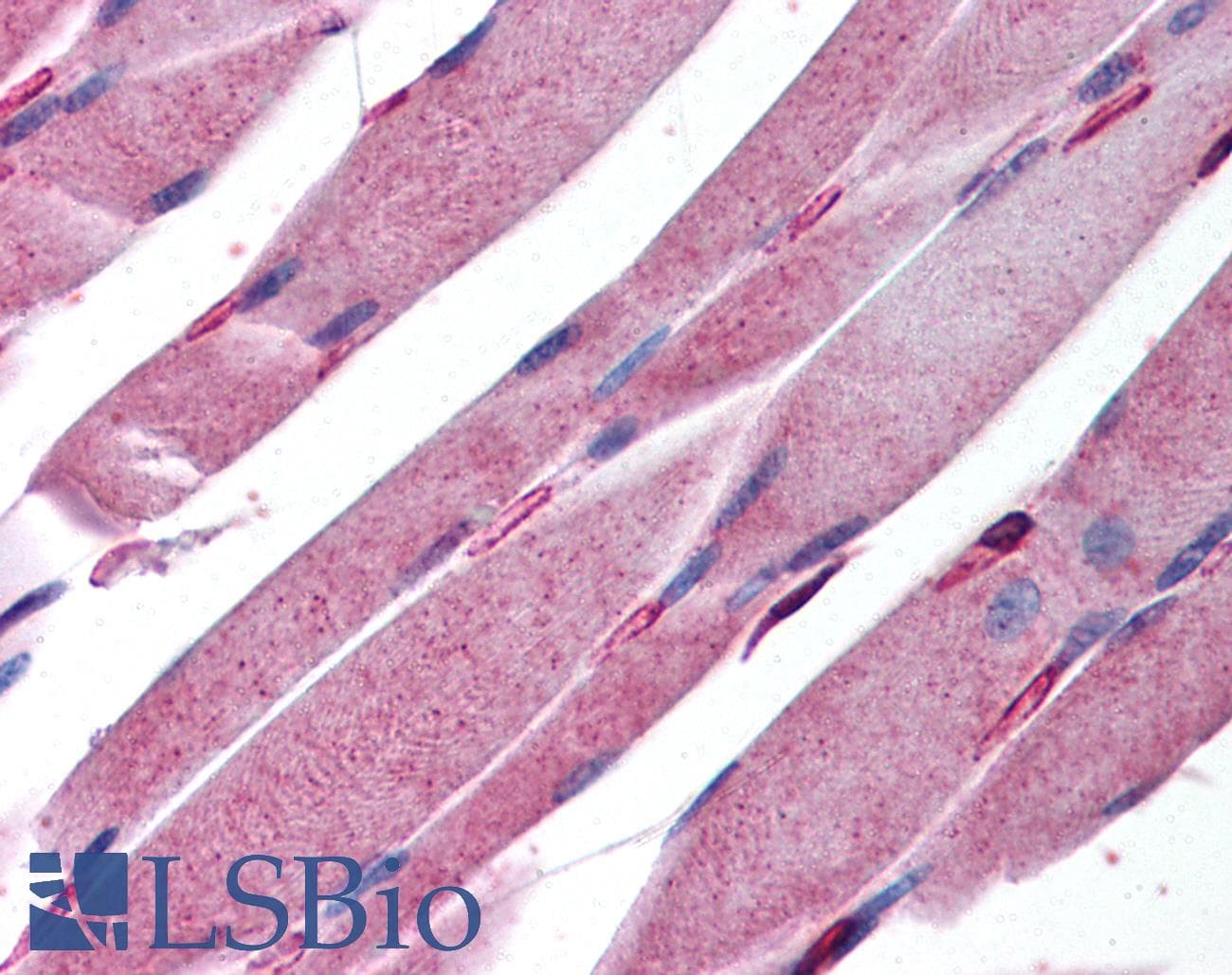 IHC-plus™ KALRN / KALIRIN Antibody (aa1591-1605)