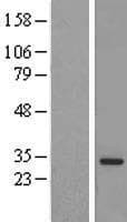 MED6 Protein (Over-Expression Lysate Myc-DDK (Flag))