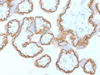Monoclonal Mouse anti-Human CDH1 / E Cadherin Antibody (clone ECD1-2, Azide-free,BSA-free, IHC, IF, WB)
