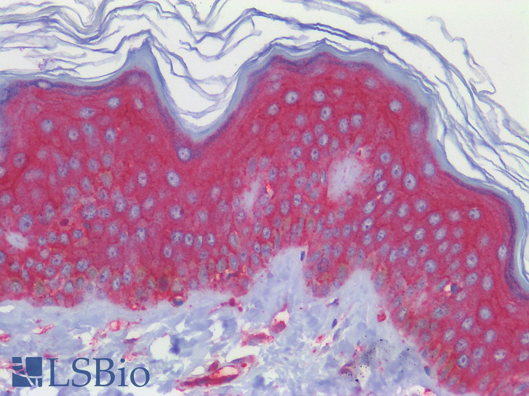 IHC-plus™ SMO / Smoothened Antibody (aa68-117)