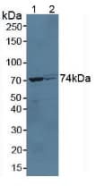 Growth Hormone Receptor / GHR Antibody (aa36-266)