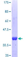Human STBD1 Protein (Recombinant GST, N-terminus)