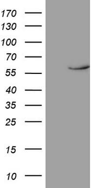 Monoclonal Mouse anti-Human NR1D2 Antibody (clone OTI5E10, Carrier-free, aa1-294, WB)