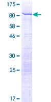 Human STAU1 / Staufen Protein (Recombinant GST)