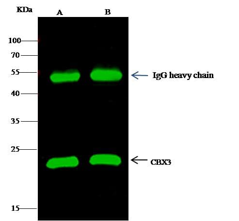 CBX3 / HP1 Gamma Antibody (Preservative Free)