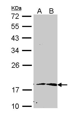 PIN1 Antibody
