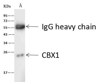 CBX1 / HP1 Beta Antibody