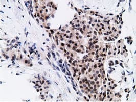 NT5DC1 Antibody (clone OTI1B1)