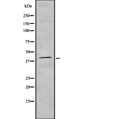 TAAR2 / GPR58 Antibody
