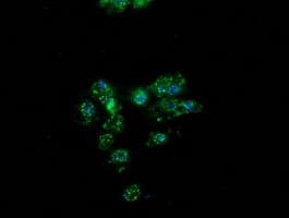 PON1 / ESA Antibody (clone OTI2D4)
