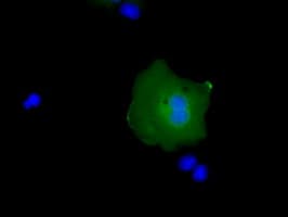 Monoclonal Mouse anti-Human RAB17 Antibody (clone OTI3A5, IHC, IF, WB)