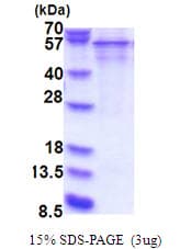 Human SERPIND1 / Heparin Cofactor 2 Protein (Recombinant His)