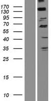 SCARF2 Protein (Over-Expression Lysate Myc-DDK (Flag))