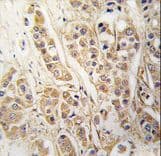 CLIC4 Antibody