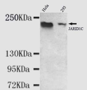 IHC-plus™ KDM5C / Jarid1C / SMCX Antibody (C-Terminus)