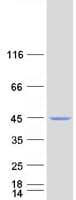 Human NEU2 / Sialidase 2 Protein (Recombinant Myc-DDK (Flag))