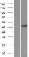FBXL2 Protein (Over-Expression Lysate Myc-DDK (Flag))