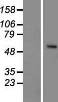 SLC24A5 / NCKX5 Protein (Over-Expression Lysate Myc-DDK (Flag))