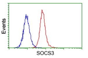Monoclonal Mouse anti-Human SOCS3 Antibody (clone OTI11C5, IF, WB)