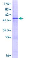 Human HEATR9 Protein (Recombinant GST)