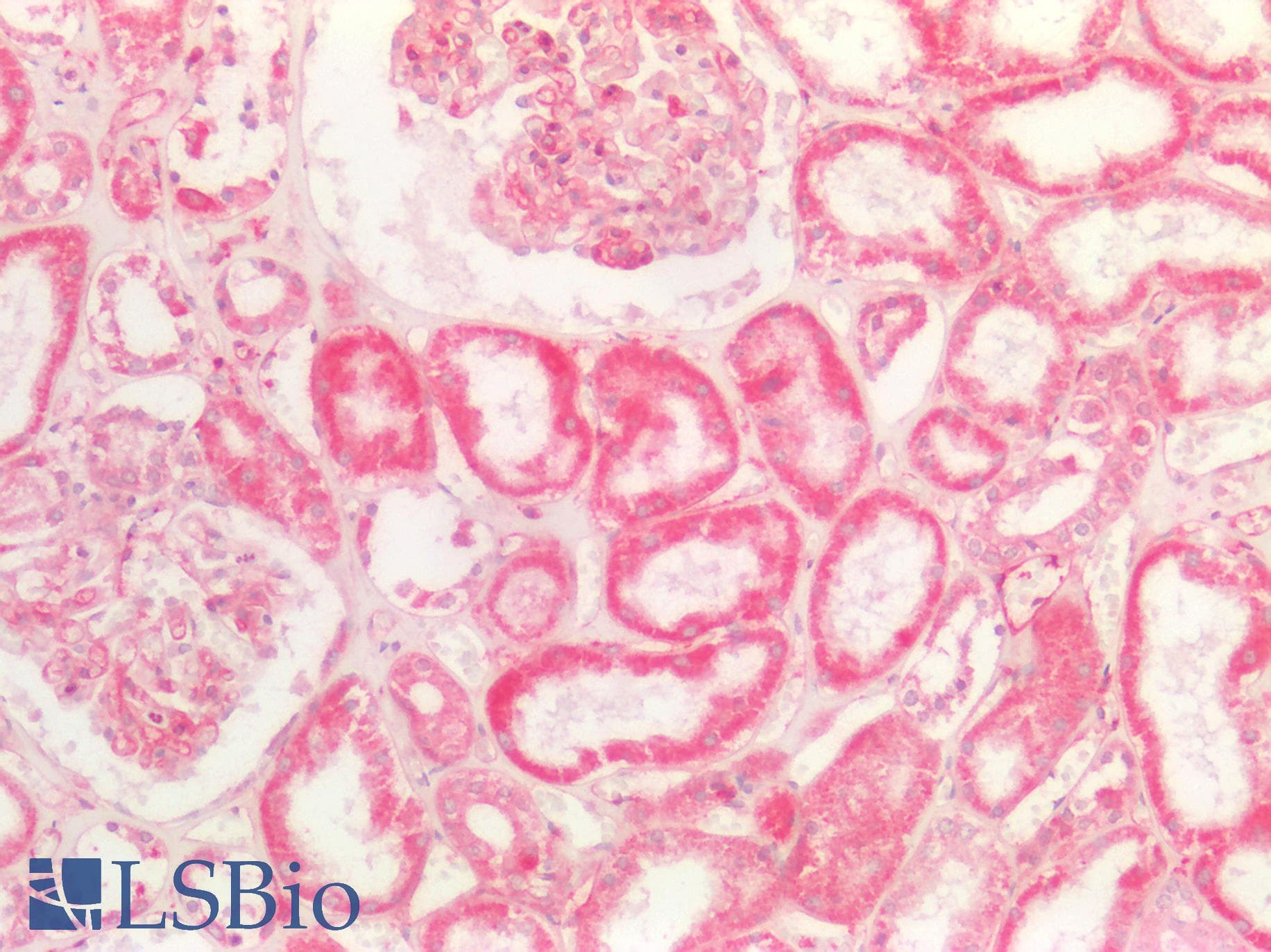 IHC-plus™ BMP8B Antibody (aa253-302)