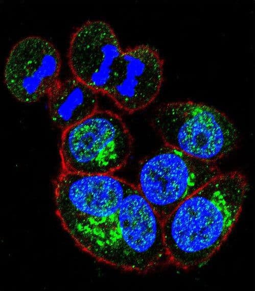 GAPDH Antibody (aa62-91)