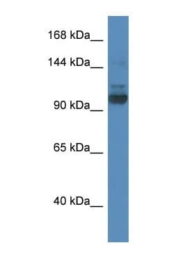 SEC31A / HSPC275 Antibody (aa110-159)