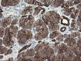 SLA2 / SLAP2 Antibody (clone OTI3A7)