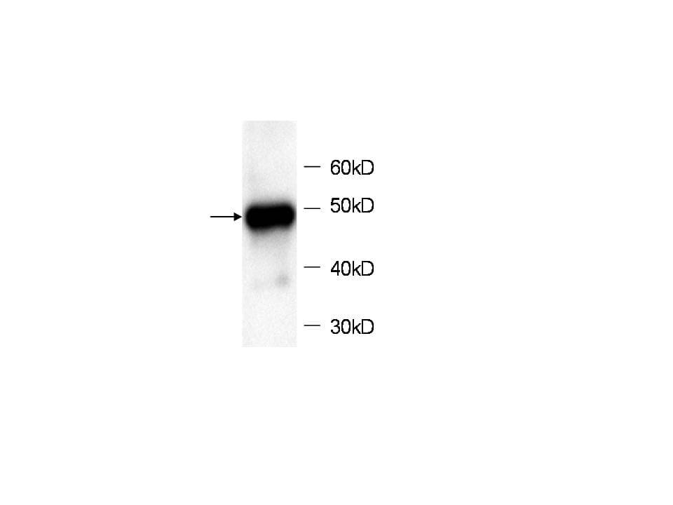 HDAC3 Antibody