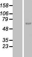 Human CCIN / Calicin Protein (Over-Expression Lysate Myc-DDK (Flag))