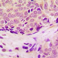 Polyclonal Rabbit anti-Human RPL37 / Ribosomal Protein L37 Antibody (Internal, IHC, WB)