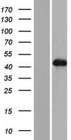 WTIP Protein (Over-Expression Lysate Myc-DDK (Flag))