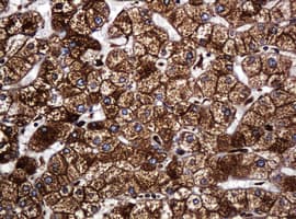 POGK Antibody (clone OTI6D5, Carrier-free)