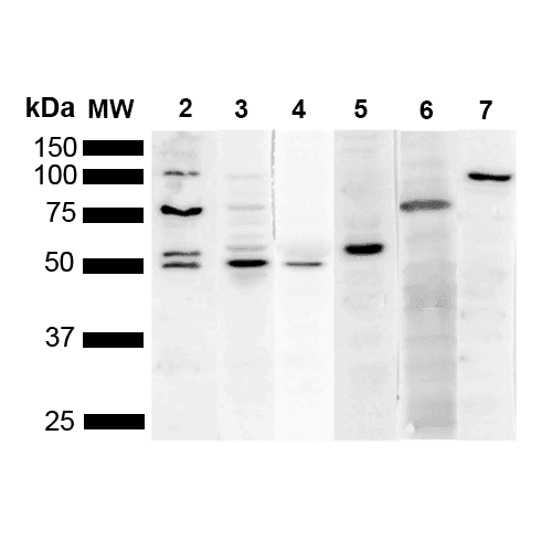 KDEL Tetrapeptide Antibody (clone 2C1, PerCP)