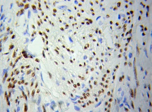 PCNA Antibody