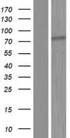 MAGEC3 Protein (Over-Expression Lysate Myc-DDK (Flag))